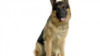 German Shepherd Wallpaper High Definition