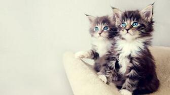 HD Cat Wallpaper Naver