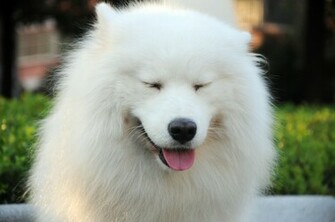 Samoyed Cool Wallpaper