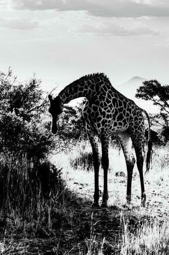 Giraffe Grazing With Mountain In The Background Pyrography By Leon