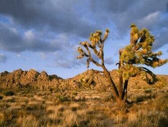 At Joshua Tree National Park California April Desktop