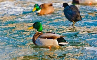 Mallards Wallpaper