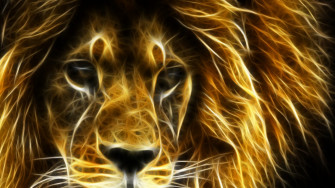 Lions Wallpaper