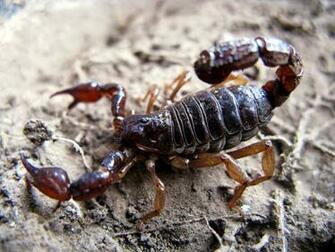 Black Scorpion HD Wallpaper