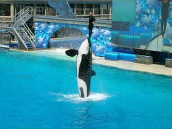 High Definition Wallpaper Photo Shamu Html