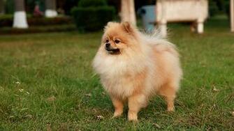 Pomeranian Puppies Puppy HD Photos Animals Wallpaper
