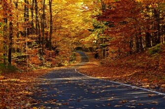 The Autumn Forest Wallpaper And Image Pictures Photos