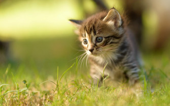 Kittens Kitten Cat Cats Baby Cute S Wallpaper HD