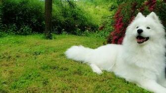 Samoyed Husky HD Wallpaper 7wallpaper Net