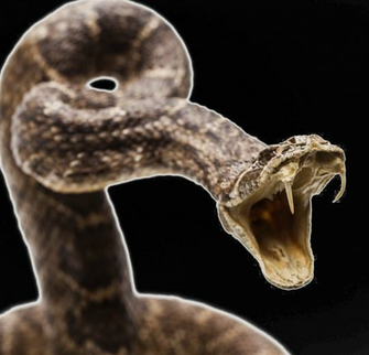 Diamondback Snake Png Image Background Image Pngio