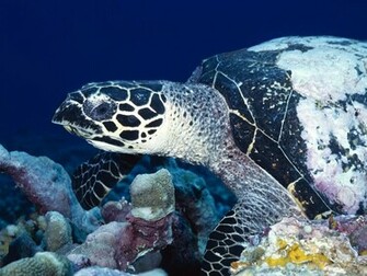 Sea Turtle Wallpaper