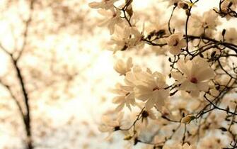 Magnolia Wallpaper