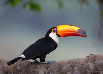 Toucan HD Wallpaper