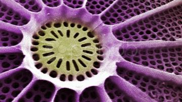 Diatoms
