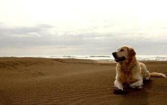 Labrador Retriever Wallpaper High Resolution And Quality