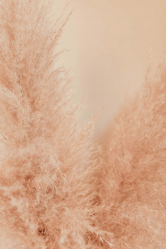 Pampas Grass Ready To Add Texture Your Landscape Wallpaper