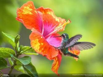 Blue Hibiscus Flower Wallpaper HD Background