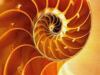 Pin Seashell Wallpaper Desktop