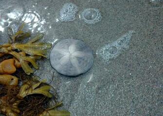 Sand Dollar By Lucieg Stock