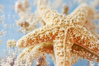 Starfish Star Resolution Pixels With Resolutions