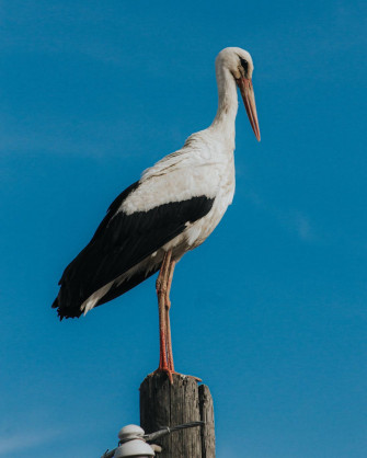 Stork iPhone Pro 4k Wallpaper