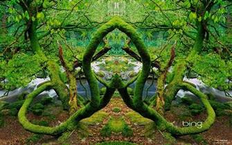 Tropical Rainforest Wallpaper