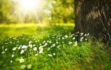 Spring Tree Flowers Meadow Nature Wallpaper Computer
