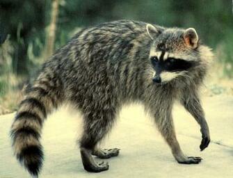 Mood Background Raccoon Ll