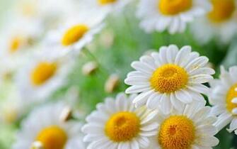 Selected Resoloution Beautiful Yellow Daisy Flowers Close Up