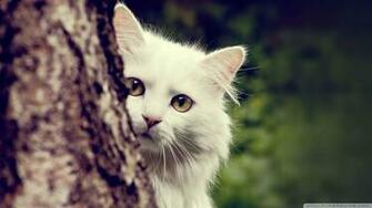 Wallpaper Cat Spying 1080p HD Upload At December