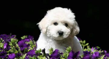 Bichon Poodle Mix Curly Companion With A Rather Mixed Background