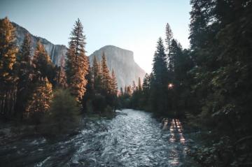 Water Stream Surrounded With Green Trees Photo Nature Image