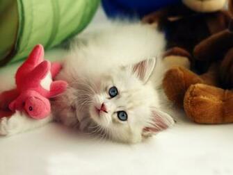 Cute Pets