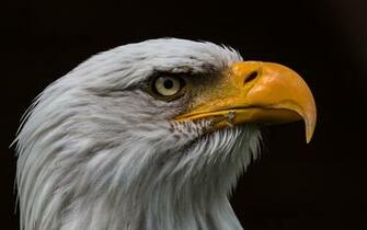 Bald Eagle Computer Wallpaper Desktop Background
