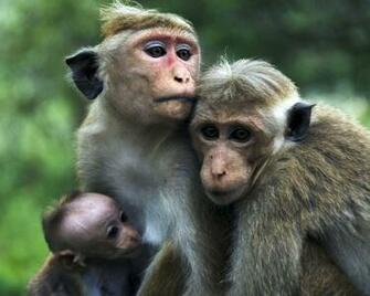 Monkey Indian Funny Spiderman HD Image