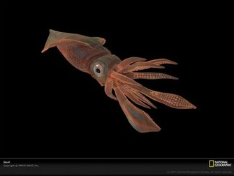 Sea Monster Pictures Squid Photos Facts Desktop Wallpaper Animals
