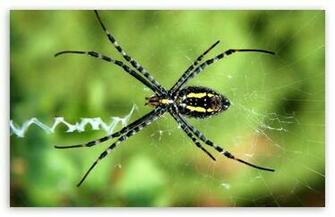 Spider Wallpaper