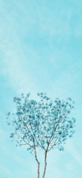 Wallpaper