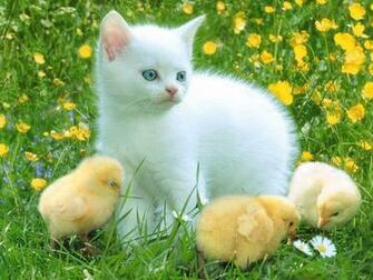 Funny Cat Wallpaper For Desktop World