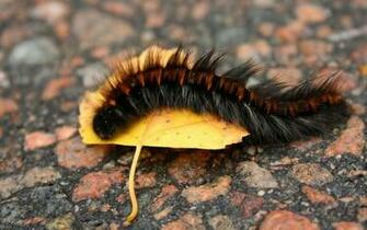 Caterpillar Desktop Wallpaper Black
