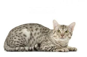 Ocicat Wallpaper High Quality