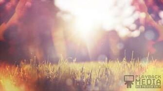 Sunlit Grass Still Background