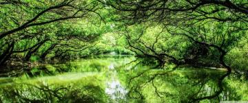 Sicao Green Tunnel Ultra HD Desktop Background Wallpaper For 4k