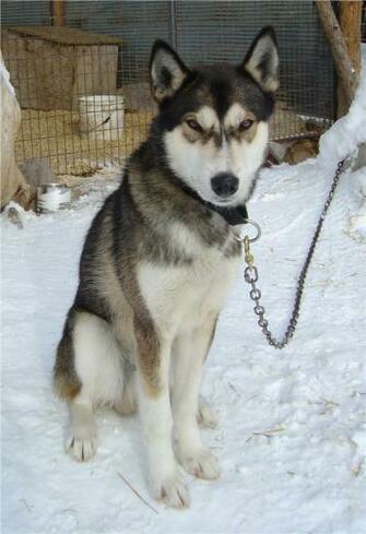 Alaskan Husky Wallpaper