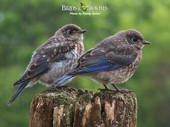 Birds And Blooms Wallpaper Amazing