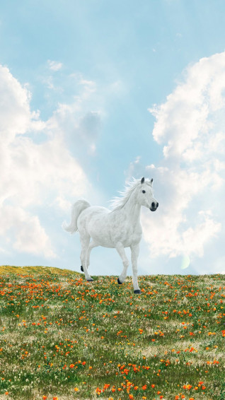 Horse Wallpaper Image Photos Png Stickers