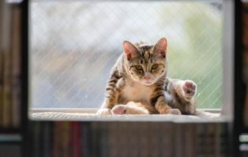 Wallpaper Cat Background Animal Widescreen