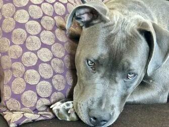 The World S Most Recently Posted Photos Of Apbt And Dog