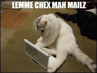 Lolcats Desktop Wallpaper