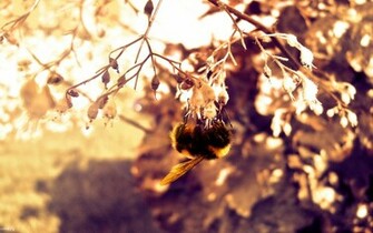 Pictures Bumble Bee Purple Flower Desktop Wallpaper And Background